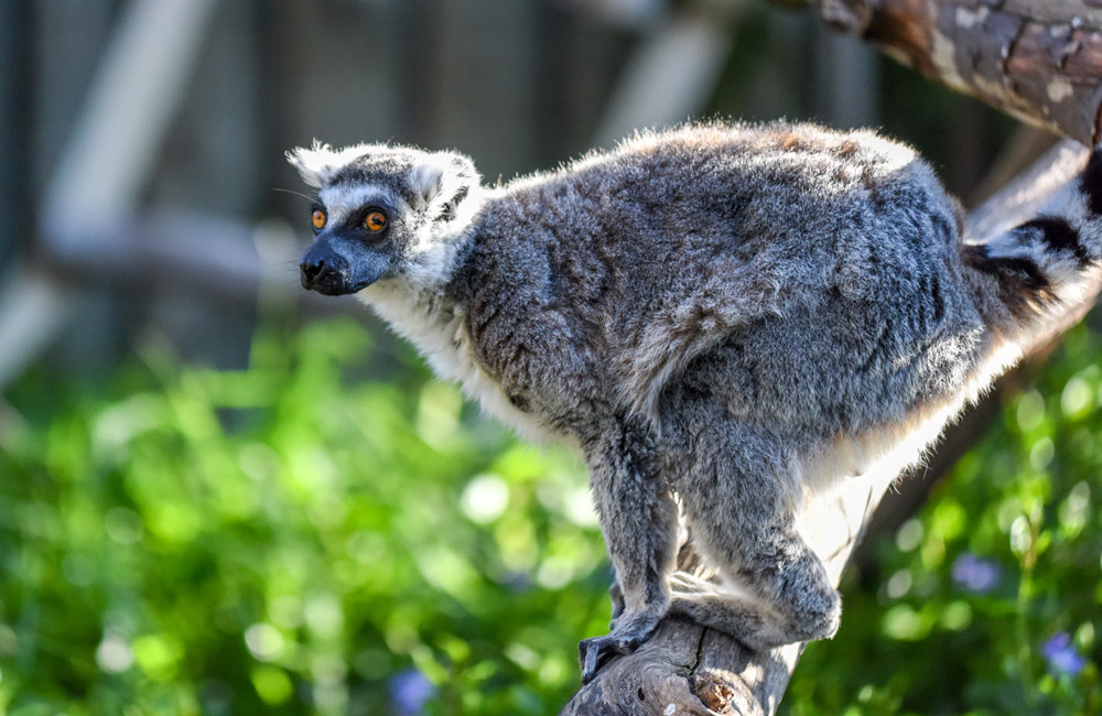 Ring Tailed Lemur